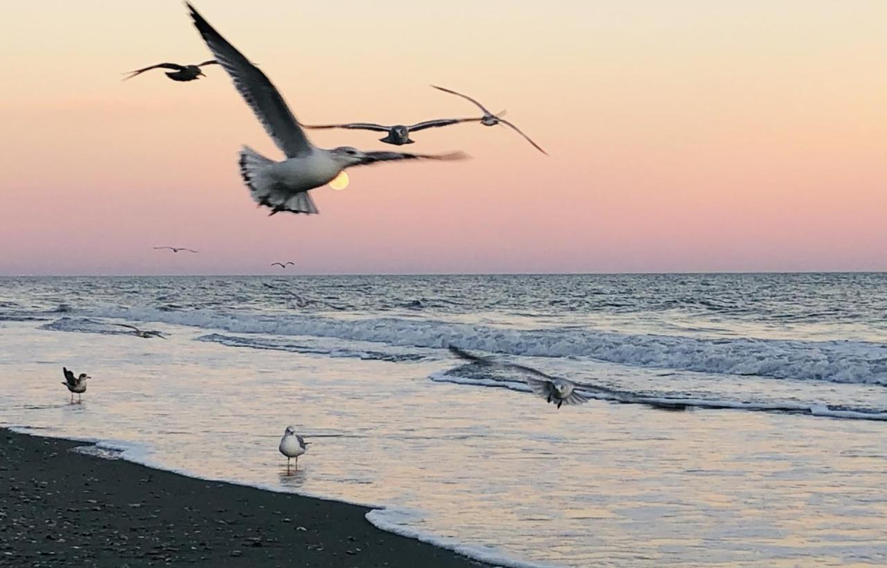 Huge Ocean Front Condo, Amazing Views Myrtle Beach Eksteriør bilde